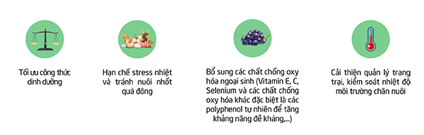 Polyphenol – hoạt chất sinh học giúp hạn chế hiệu quả stress nhiệt và stress oxy hóa ở vật nuôi Polyphenol – hoạt chất sinh học giúp hạn chế hiệu quả stress nhiệt và stress oxy hóa ở vật nuôi