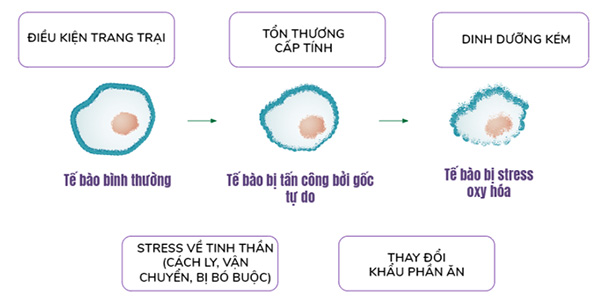 Tổn thương tế bào và mô còn gây ảnh hưởng đến chất lượng thịt, trứng và sữa. Tổn thương tế bào và mô còn gây ảnh hưởng đến chất lượng thịt, trứng và sữa.