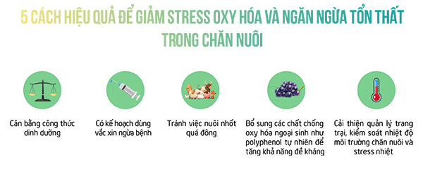 5 giải pháp hiệu quả để đảm bảo Stress oxy hóa 5 giải pháp hiệu quả để đảm bảo Stress oxy hóa