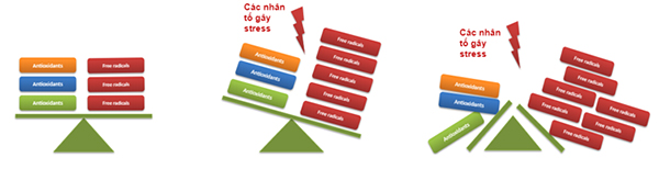 Phá vỡ cân bằng giữa các gốc tự do và các chất chống chống oxy hóa gây Stress oxy hóa Phá vỡ cân bằng giữa các gốc tự do và các chất chống chống oxy hóa gây Stress oxy hóa