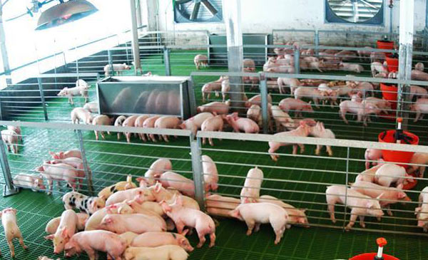 Doanh nghiệp chăn nuôi lãi “khủng” vì giá heo hơi ở mức cao Doanh nghiệp chăn nuôi lãi “khủng” vì giá heo hơi ở mức cao