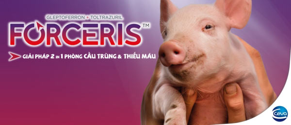 Forceris - Giải pháp kiểm soát đồng thời thiếu sắt và Cầu trùng trên heo của Ceva Forceris - Giải pháp kiểm soát đồng thời thiếu sắt và Cầu trùng trên heo của Ceva