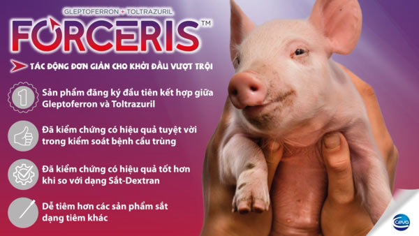 Hiệu quả 2 trong 1 từ một mũi tiêm Forceris Hiệu quả 2 trong 1 từ một mũi tiêm Forceris