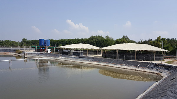 Hình ảnh về giải pháp nuôi tôm thâm canh Biosipec tiêu chuẩn (Biosipec standard) Hình ảnh về giải pháp nuôi tôm thâm canh Biosipec tiêu chuẩn (Biosipec standard)