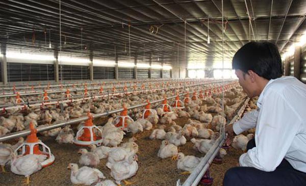 Giá gà đang rẻ hơn giá rau khiến người nông dân thua lỗ nặng Giá gà đang rẻ hơn giá rau khiến người nông dân thua lỗ nặng