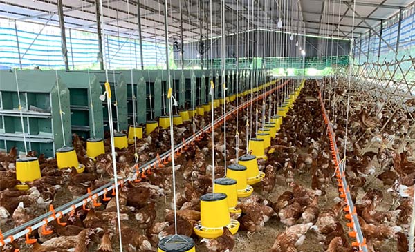 Mô hình thí điểm trang trại nhân đạo tại Đồng Nai Mô hình thí điểm trang trại nhân đạo tại Đồng Nai