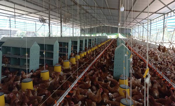 Chăn nuôi gà đẻ không sử dụng lồng Chăn nuôi gà đẻ không sử dụng lồng