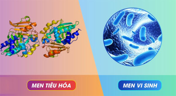 Men vi sinh (Probiotic) và men tiêu hóa là 2 loại hoàn toàn khác nhau Men vi sinh (Probiotic) và men tiêu hóa là 2 loại hoàn toàn khác nhau