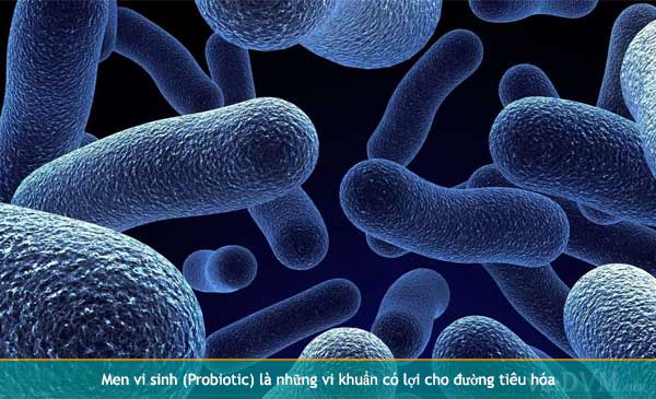 Ảnh 1: Men vi sinh là những vi khuẩn có lợi cho đường tiêu hóa Ảnh 1: Men vi sinh là những vi khuẩn có lợi cho đường tiêu hóa