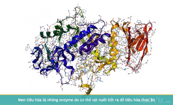 Ảnh 2: Men tiêu hóa là những enzyme do cơ thể vật nuôi tiết ra để tiêu hóa thức ăn. Ảnh 2: Men tiêu hóa là những enzyme do cơ thể vật nuôi tiết ra để tiêu hóa thức ăn.