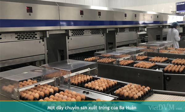 Một dây chuyền sản xuất trứng của Ba Huân Một dây chuyền sản xuất trứng của Ba Huân
