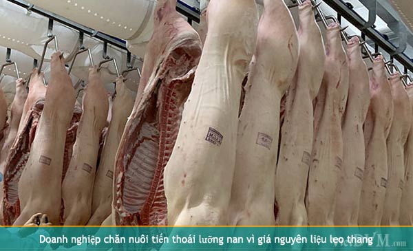 Doanh nghiệp chăn nuôi tiến thoái lưỡng nan vì giá nguyên liệu leo thang Doanh nghiệp chăn nuôi tiến thoái lưỡng nan vì giá nguyên liệu leo thang