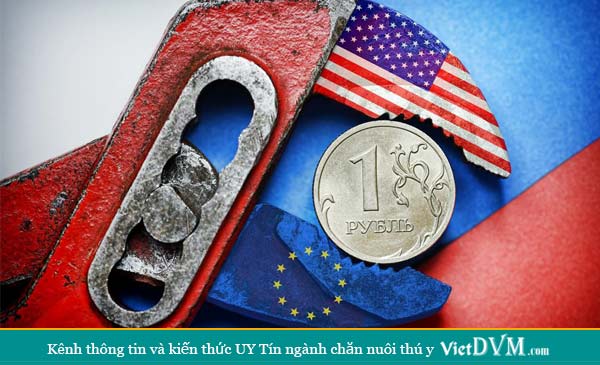 Một góc tập đoàn Cherkizovo – doanh nghiệp hoạt động trong lĩnh vực chăn nuôi lợn, sản xuất thức ăn chăn nuôi và giết mổ thường xuyên nằm trong “tốp 3” trong số 20 công ty chuyên về chăn nuôi lợn lớn nhất nước Nga. Theo các chuyên gia, lợi thế cạnh tranh chính của các công ty kinh doanh trong ngành thịt lợn ở Nga là đội ngũ chuyên gia quốc tế giàu kinh nghiệm đến từ Mỹ và Brazil. Ảnh: Getty. Một góc tập đoàn Cherkizovo – doanh nghiệp hoạt động trong lĩnh vực chăn nuôi lợn, sản xuất thức ăn chăn nuôi và giết mổ thường xuyên nằm trong “tốp 3” trong số 20 công ty chuyên về chăn nuôi lợn lớn nhất nước Nga. Theo các chuyên gia, lợi thế cạnh tranh chính của các công ty kinh doanh trong ngành thịt lợn ở Nga là đội ngũ chuyên gia quốc tế giàu kinh nghiệm đến từ Mỹ và Brazil. Ảnh: Getty.