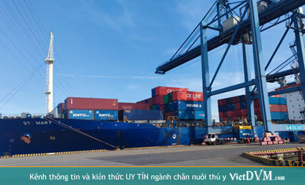 Giá cước container vận chuyển hàng đường biển đã tăng hơn 1 năm qua và chưa có dấu hiệu hạ nhiệt .Ảnh: Sơn Nhung Giá cước container vận chuyển hàng đường biển đã tăng hơn 1 năm qua và chưa có dấu hiệu hạ nhiệt .Ảnh: Sơn Nhung
