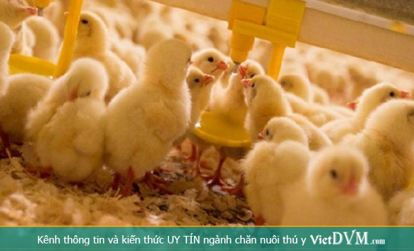 Giảm Stress nhiệt trên gà vào mùa nóng luôn gây thiệt hại lớn về kinh tế Giảm Stress nhiệt trên gà vào mùa nóng luôn gây thiệt hại lớn về kinh tế