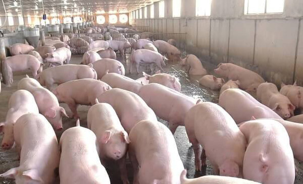 Cập nhật giá heo hơi toàn quốc ngày 26/01/2024 Cập nhật giá heo hơi toàn quốc ngày 26/01/2024