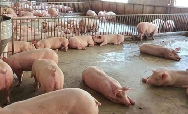 Giá heo hơi ngày 23/03/2024, tại ba miền Bắc - Trung - Nam Giá heo hơi ngày 23/03/2024, tại ba miền Bắc - Trung - Nam