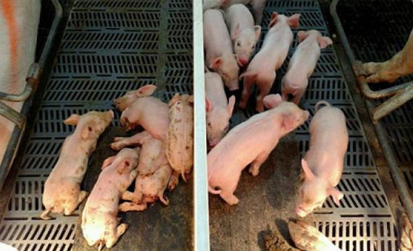 Sự khác nhau giữa đàn heo bệnh và đàn heo khỏe mạnh Sự khác nhau giữa đàn heo bệnh và đàn heo khỏe mạnh