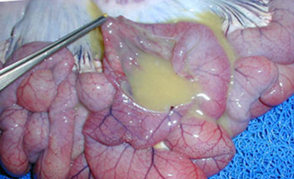 Bệnh tích trên ruột khi mổ khám ruột heo nhiễm Rotavirus Bệnh tích trên ruột khi mổ khám ruột heo nhiễm Rotavirus
