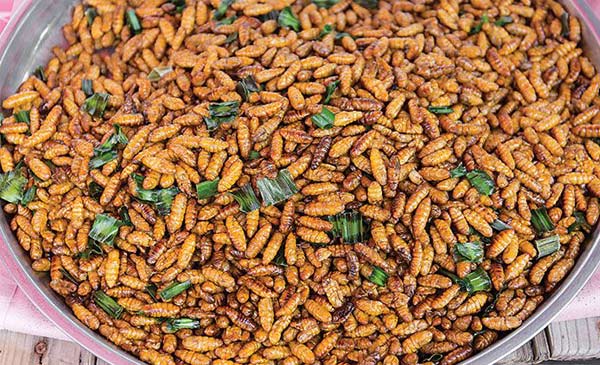 Sử dụng protein từ động vật dần trở thành xu hướng Sử dụng protein từ động vật dần trở thành xu hướng