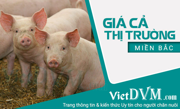 Cập nhật giá các sản phẩm chăn nuôi tại thị trường miền Bắc tuần 11/2022 Cập nhật giá các sản phẩm chăn nuôi tại thị trường miền Bắc tuần 11/2022