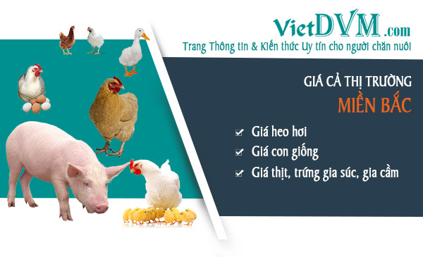 Giá cả thị trường các tỉnh phía Bắc nước ta trong tuần 09 năm 2022 Giá cả thị trường các tỉnh phía Bắc nước ta trong tuần 09 năm 2022