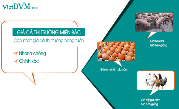 Cập nhật giá các sản phẩm chăn nuôi tại thị trường miền Bắc tuần 12/2022 gia ca thi truong mien bac 3