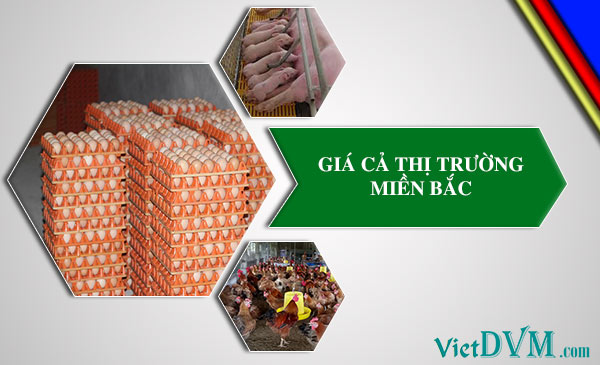 Giá cả thị trường miền Bắc tuần 07 năm 2017 Giá cả thị trường miền Bắc tuần 07 năm 2017