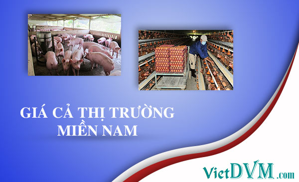 Giá cả thị trường tuần 52/2016 tại các tỉnh phía Nam gia ca thi truong mien nam 5