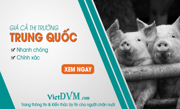 Ngày 23/09/2018 giá heo hơi tại Trung Quốc tiếp tục giảm 0,12 CNY Ngày 23/09/2018 giá heo hơi tại Trung Quốc tiếp tục giảm 0,12 CNY