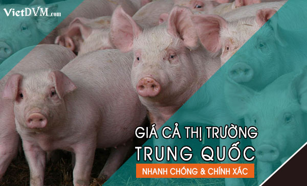 Giá Heo hơi tại Trung Quốc tuần 29 năm 2021 (12/7/2021 -18/7/2021) gia trung quoc 1