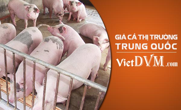 Ngày 23/09/2018 giá heo hơi tại Trung Quốc tiếp tục giảm 0,12 CNY gia trung quoc 2