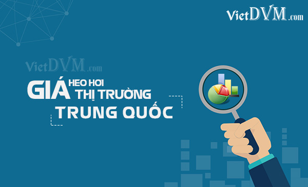 Cập nhật giá heo giống tại Trung Quốc ngày 21/07/2021 Cập nhật giá heo giống tại Trung Quốc ngày 21/07/2021