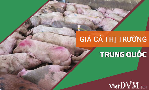 Cập nhật giá heo giống tại Trung Quốc ngày 21/07/2021 gia trung quoc 4
