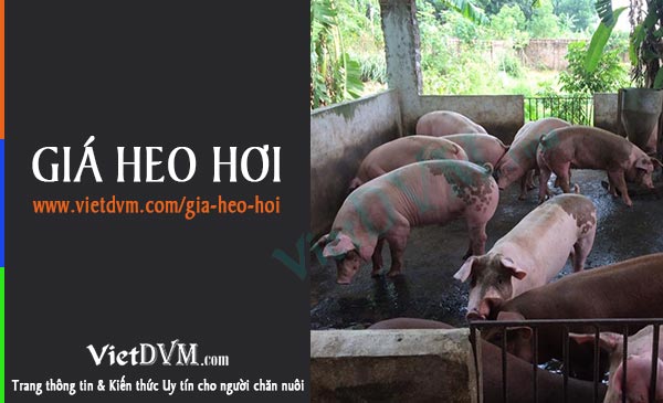 Giá heo hơi ngày 28/05/2024, tại ba miền Bắc - Trung - Nam Giá heo hơi ngày 28/05/2024, tại ba miền Bắc - Trung - Nam