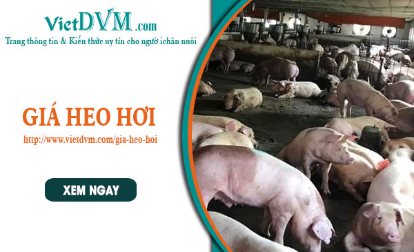 Giá heo hơi ngày 22/05/2024, tại ba miền Bắc - Trung - Nam Giá heo hơi ngày 22/05/2024, tại ba miền Bắc - Trung - Nam