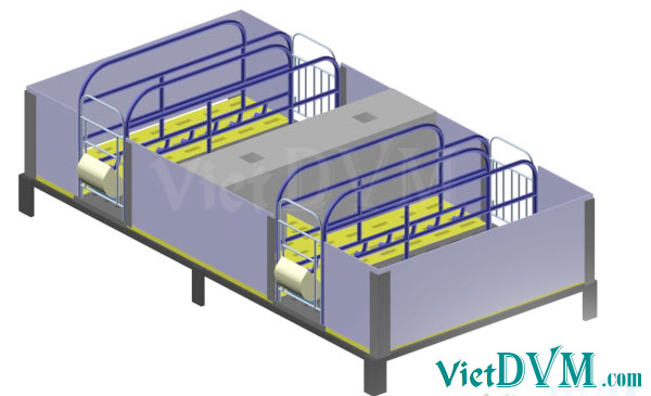 Mô hình chuồng sàn cho heo nái đẻ cải tiến Mô hình chuồng sàn cho heo nái đẻ cải tiến