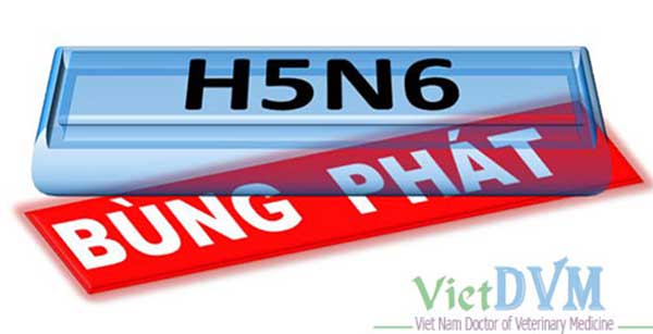 Tình hình dịch cúm gia cầm H5N6 tại Thái Bình Tình hình dịch cúm gia cầm H5N6 tại Thái Bình