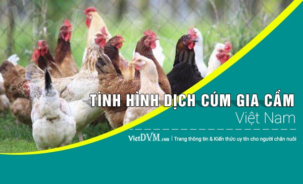 Tình hình cúm gia cầm tại Việt Nam đến ngày 15/05/2017 Tình hình cúm gia cầm tại Việt Nam đến ngày 15/05/2017